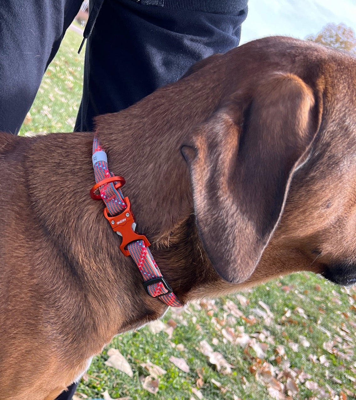 Ascend Alpine Rope Collars — timberwolfpetshop