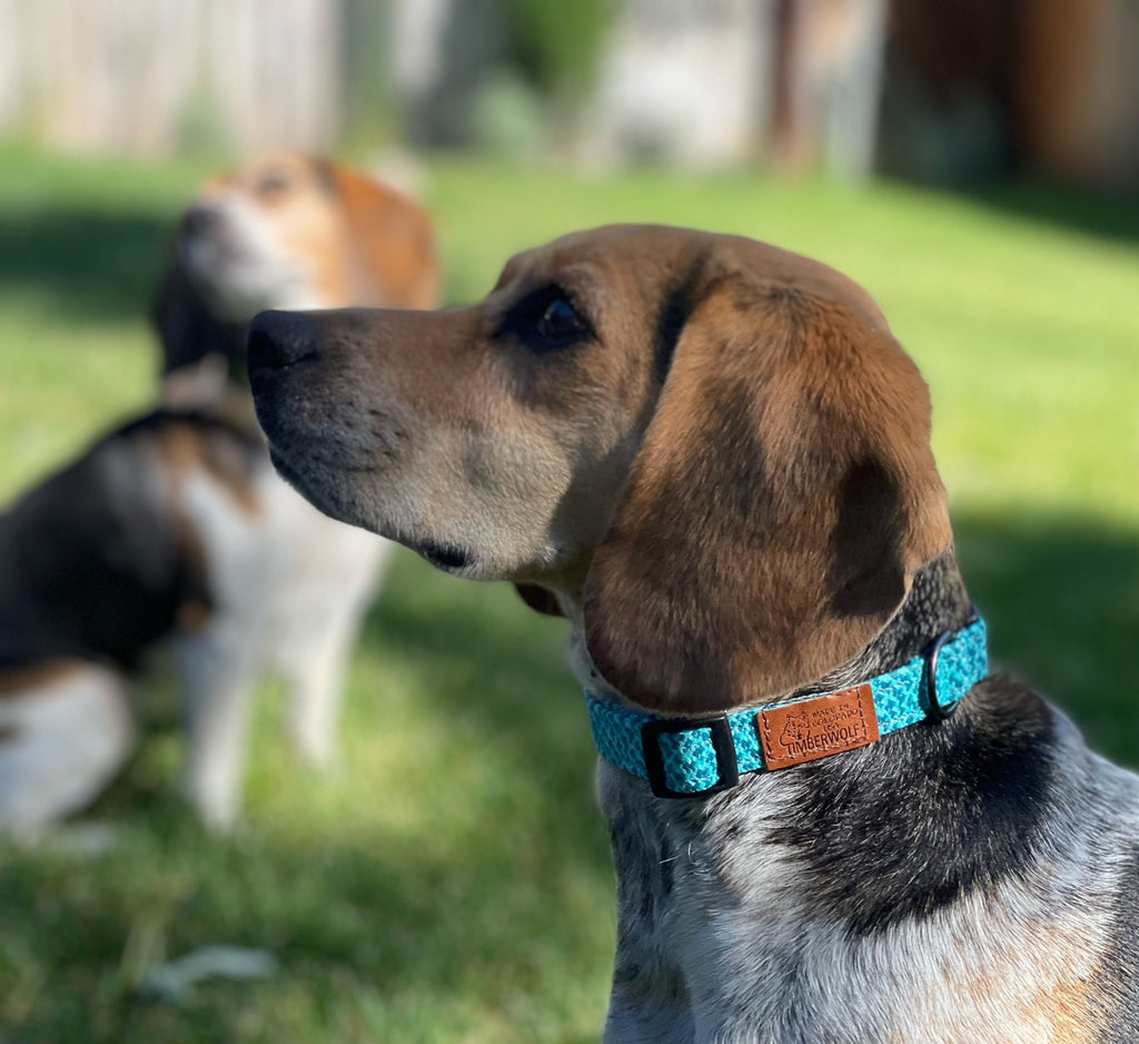 Collars — timberwolfpetshop