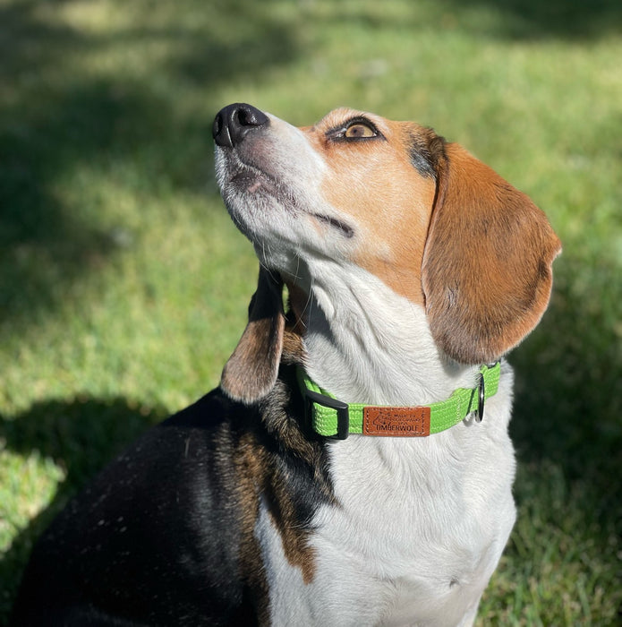 Sequoia Collars