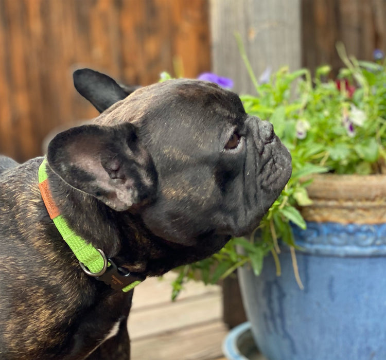 Sequoia Collars