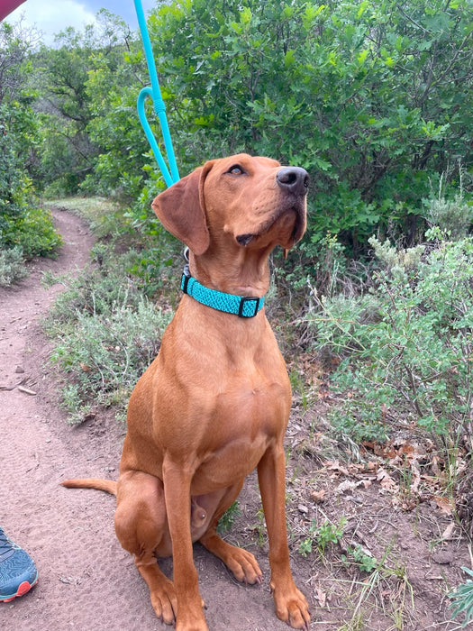 Sequoia Collars
