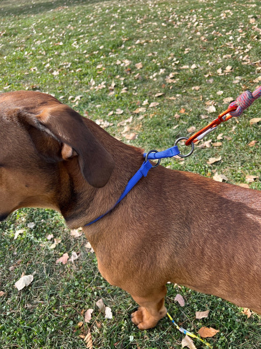Using Choke Collar Collars — timberwolfpetshop