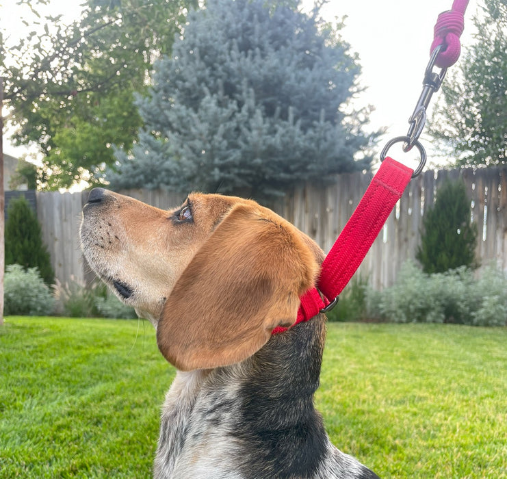Martingale Collars