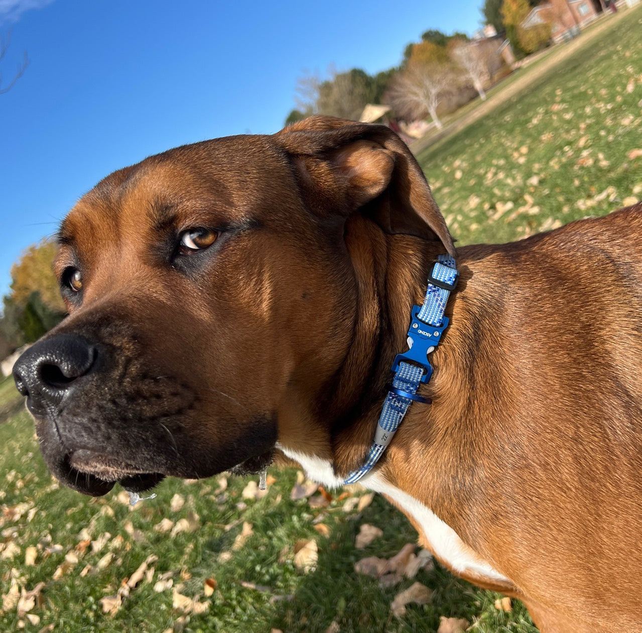 Ascend Alpine Rope Collars — timberwolfpetshop